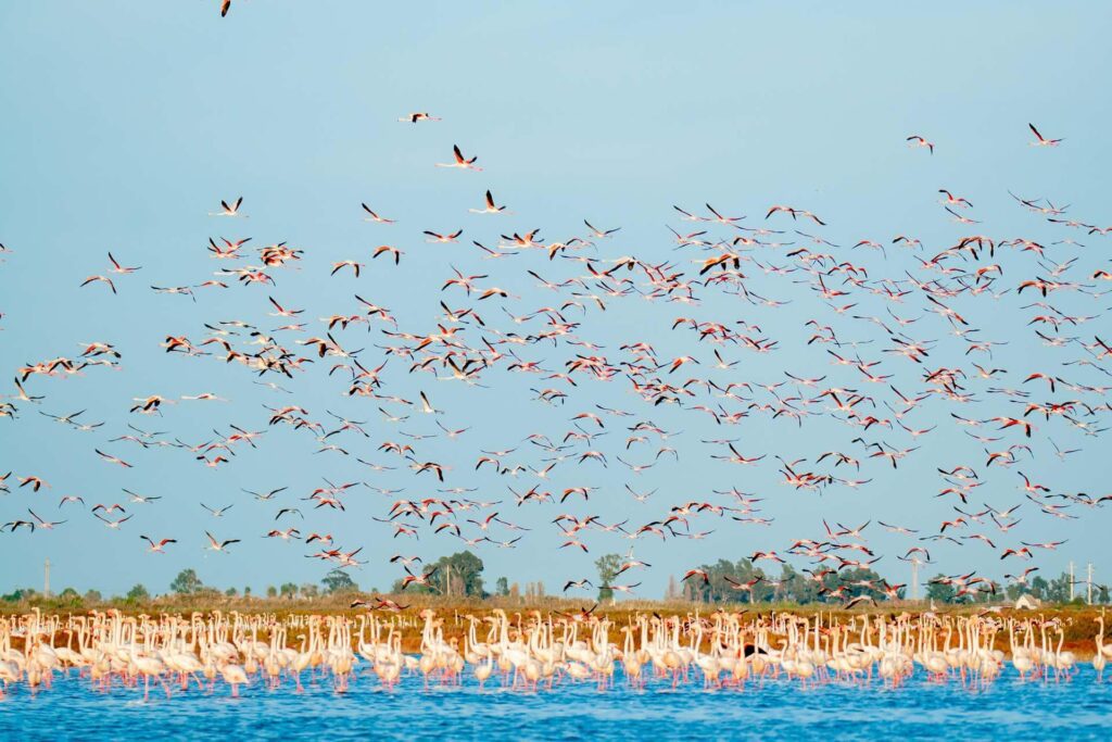 Flamencos en el Parque Natural del Delta del Ebro